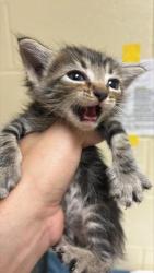 Shelter Stray Female Cat last seen OPUS CIR & STEMMLER DR, 2127 Front St, Sacramento, CA 95818, USA