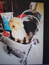Lost Male Dog last seen OILDALE DR & BEARDSLEY AVE, Bakersfield, CA 93308