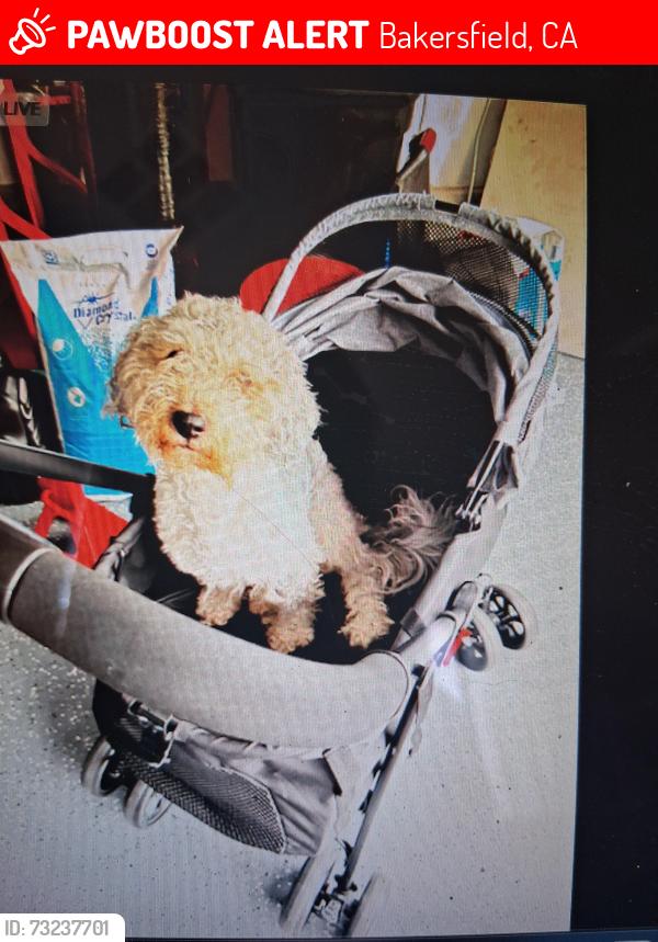 Lost Male Dog last seen OILDALE DR & BEARDSLEY AVE, Bakersfield, CA 93308
