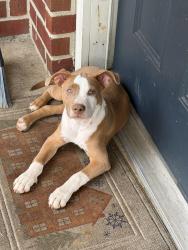 Lost Female Dog last seen Nw Allen 38128 Memphis Tennessee, Memphis, TN 38128