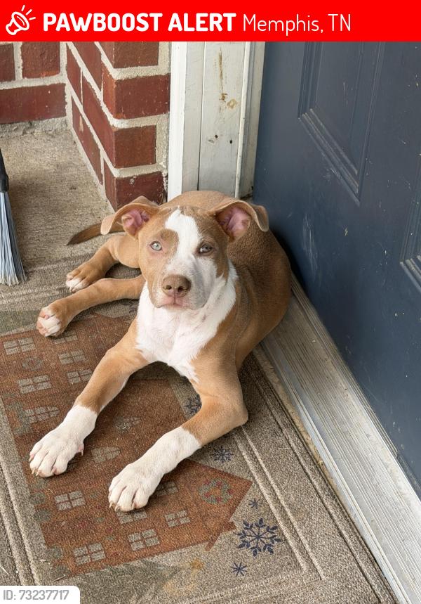 Lost Female Dog last seen Nw Allen 38128 Memphis Tennessee, Memphis, TN 38128