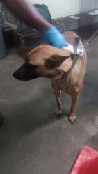 Shelter Stray Female Dog last seen , 1850 W 60th St, Los Angeles, CA 90047, USA