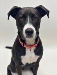 Shelter Stray Male Dog last seen , 16 Barnes Ct, Hayward, CA 94544, USA