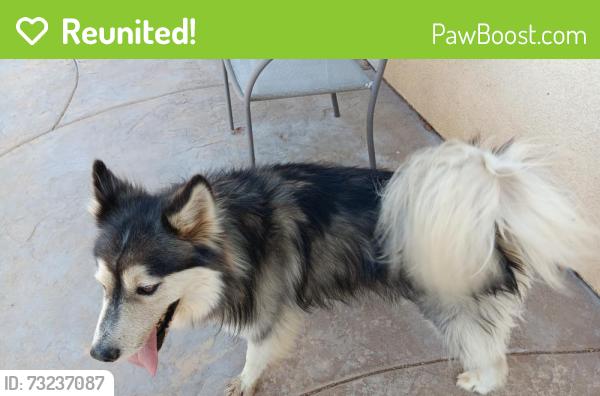 Reunited Unknown Dog last seen Tumbleweed and Gazebo, Hemet, CA 92545