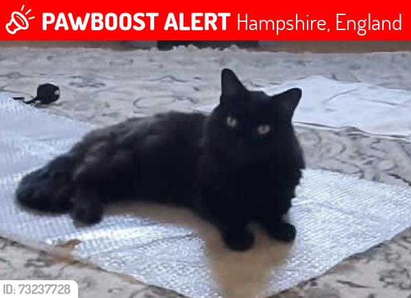 Lost Male Cat last seen Ochil close, Hampshire, England 