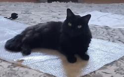 Lost Male Cat last seen Ochil close, Hampshire, England 