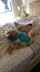 Lost Male Dog last seen Henty Drive, Redbank Plains, Redbank Plains, QLD 4301