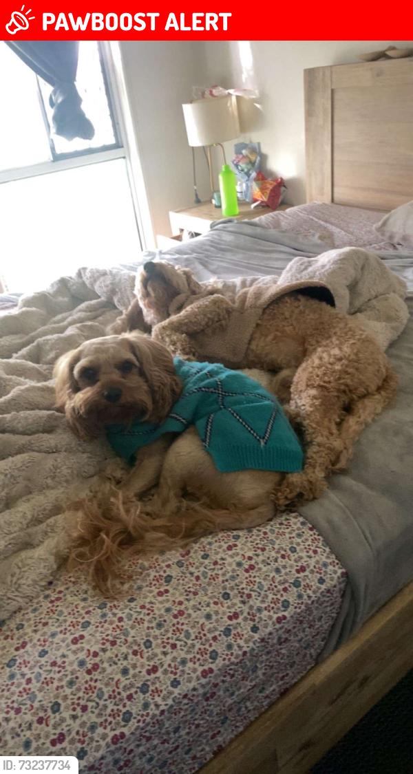 Lost Male Dog last seen Henty Drive, Redbank Plains, Redbank Plains, QLD 4301