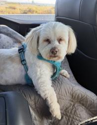 Reunited Female Dog last seen Orange Park Acres, CA 92869, USA, Orange Park Acres, CA 92869
