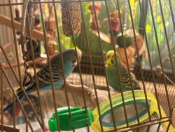 Lost Male Bird last seen Kenthurst cresent rochdale south 4123, Rochedale South, QLD 4123
