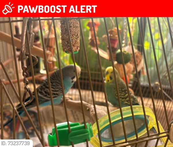 Lost Male Bird last seen Kenthurst cresent rochdale south 4123, Rochedale South, QLD 4123
