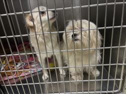 Found/Stray Female Dog last seen Nc 421, Winston-Salem, NC 27108