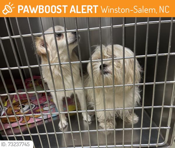 Found/Stray Female Dog last seen Nc 421, Winston-Salem, NC 27108