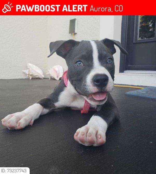 Lost Male Dog last seen Near Zion St Aurora, CO 80011 United States, Aurora, CO 80011