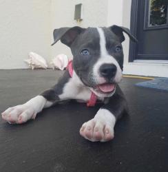 Lost Male Dog last seen Near Zion St Aurora, CO 80011 United States, Aurora, CO 80011