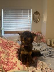 Reunited Female Dog last seen Near Glennap Drive, Land O' Lakes, FL 34638