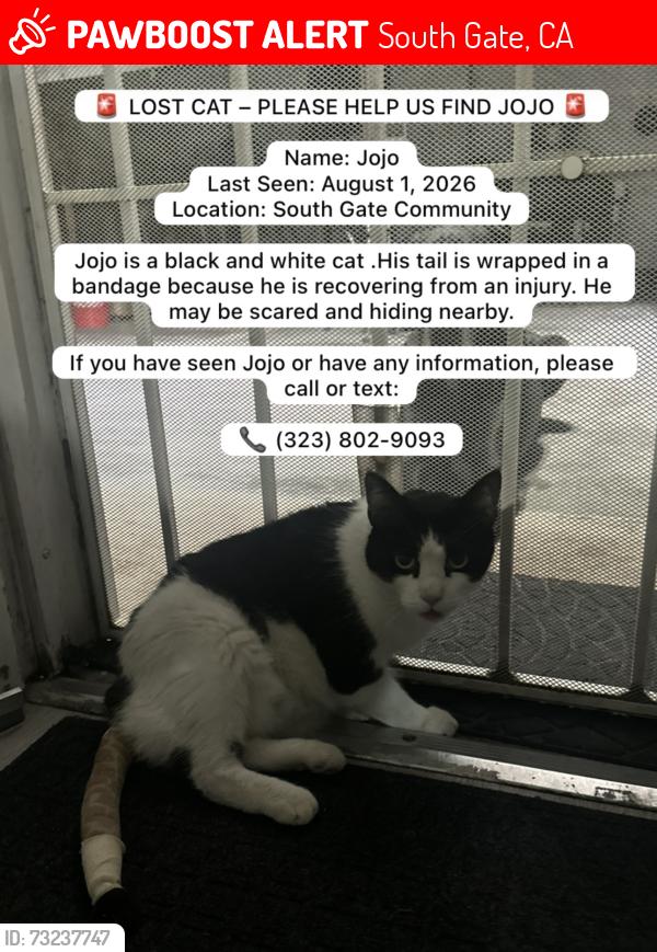 Lost Male Cat last seen Victoria, South Gate, CA 90280