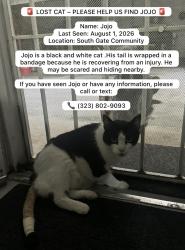 Lost Male Cat last seen Victoria, South Gate, CA 90280