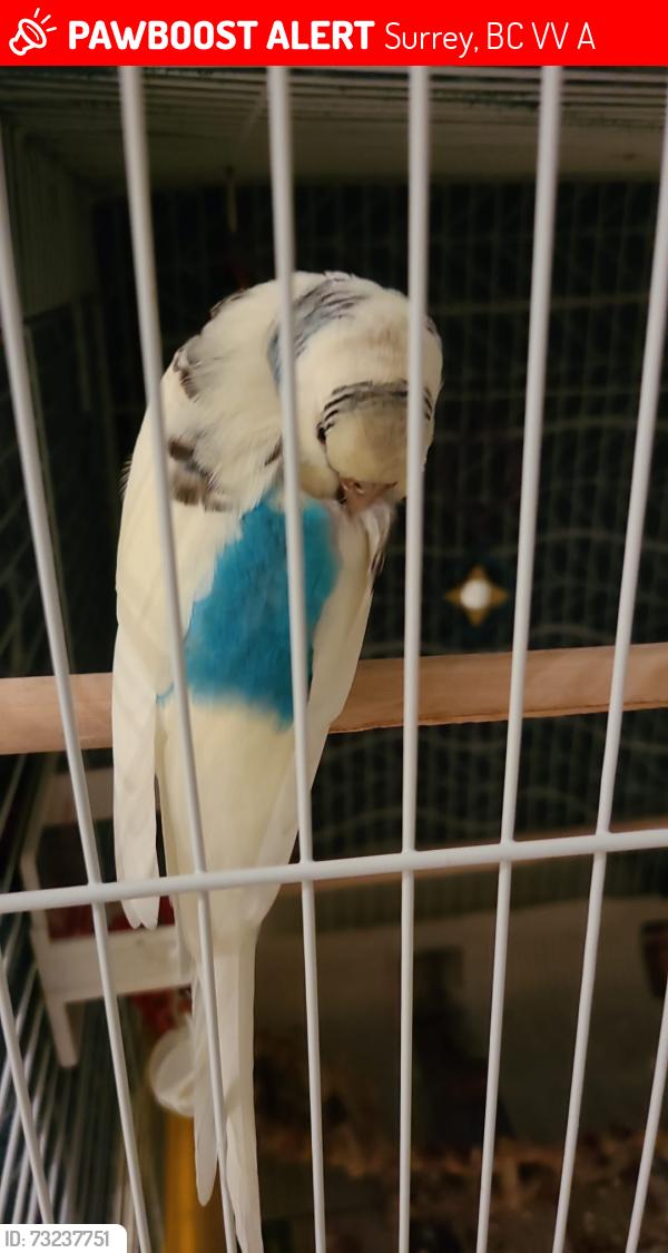 Lost Unknown Bird last seen Near 122 street, Surrey, BC V3V 7A8