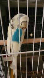 Lost Unknown Bird last seen Near 122 street, Surrey, BC V3V 7A8