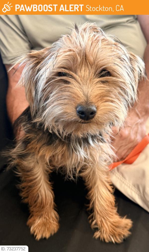 Found/Stray Female Dog last seen Commerce st near water tower, Stockton, CA 95204