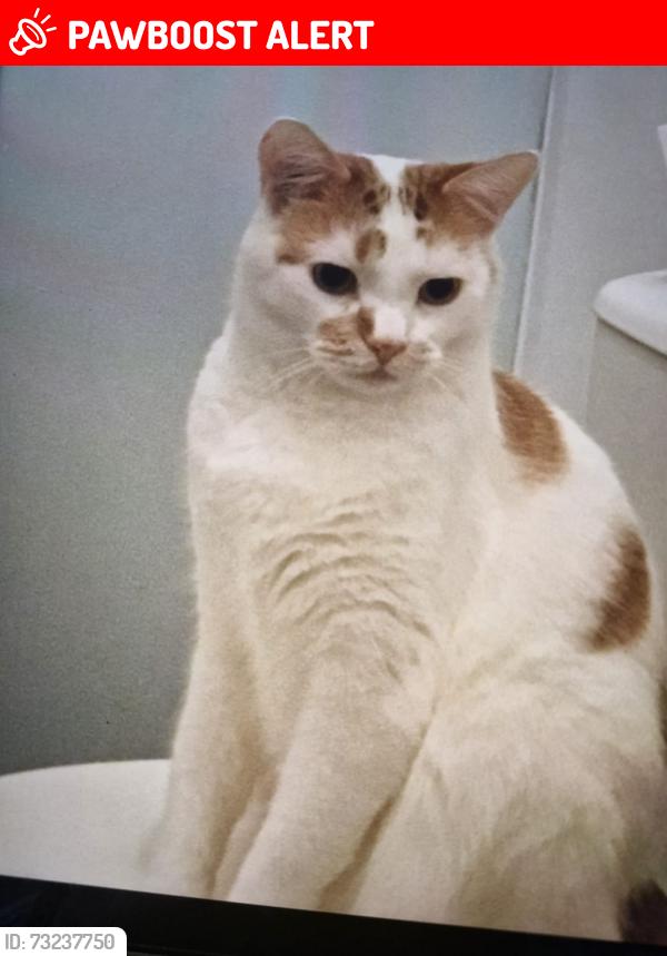 Lost Male Cat last seen Near Glasgow airport, Renfrewshire, Scotland 