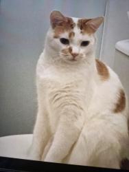 Lost Male Cat last seen Near Glasgow airport, Renfrewshire, Scotland 