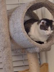 Reunited Female Cat last seen Near Englewood Dr, Lemon Grove, CA 91945, USA, Lemon Grove, CA 91945