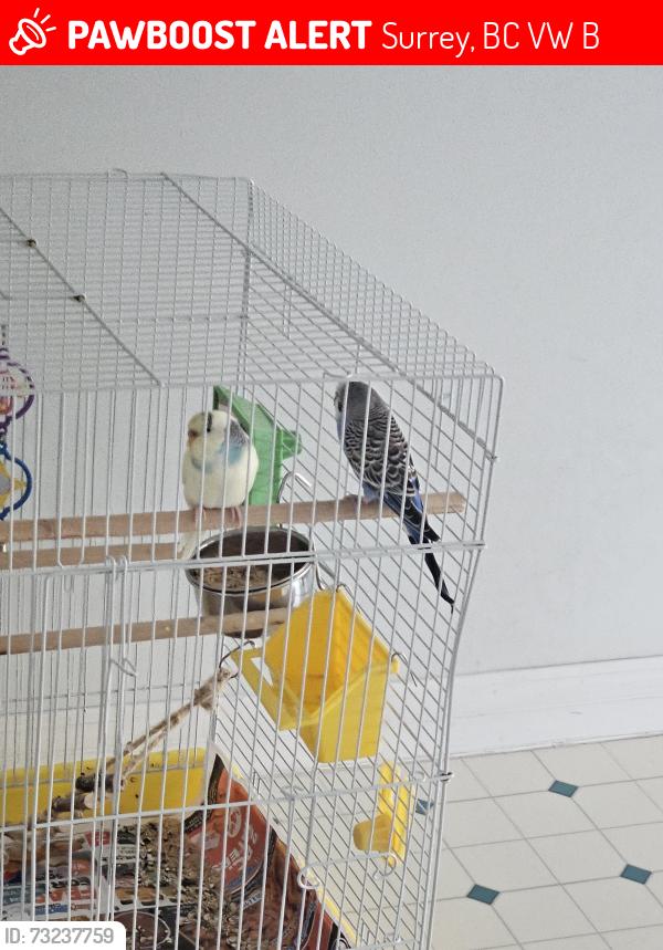 Lost Unknown Bird last seen Near 122 street, Surrey, BC V3W 1B4