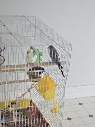 Lost Unknown Bird last seen Near 122 street, Surrey, BC V3W 1B4