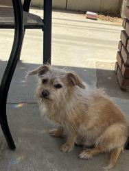 Reunited Male Dog last seen 154th street east lake la 93535, Lake Los Angeles, CA 93535