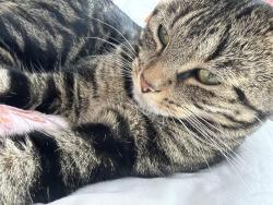 Reunited Female Cat last seen Ss07df, Southend-on-Sea, England SS0 7DF