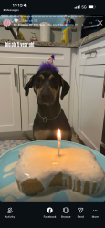 Reunited Male Dog last seen Next to Robinson Highschool, Tampa, FL 33616