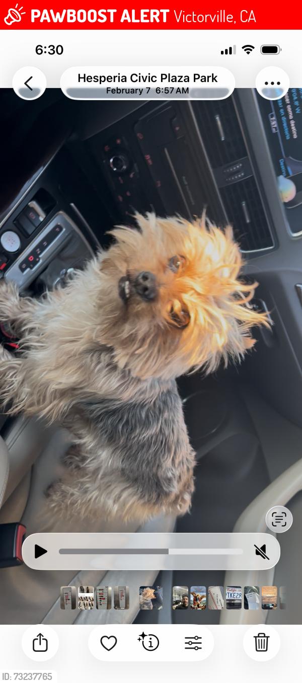 Lost Male Dog last seen Near Dellwood st Victorville ca 92392, Victorville, CA 92307