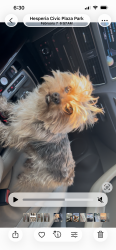Lost Male Dog last seen Near Dellwood st Victorville ca 92392, Victorville, CA 92307
