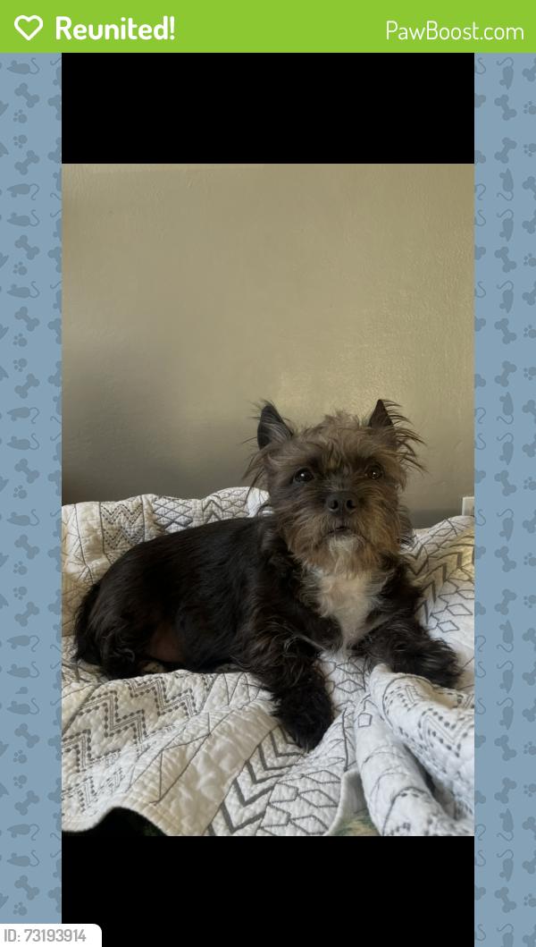 Reunited Female Dog last seen Cordone Ave & Taylor Street - right by the Nissan Dealership off Kietzke, Reno, NV 89502
