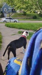 Lost Male Dog last seen Unknown, Linden, PA 17744
