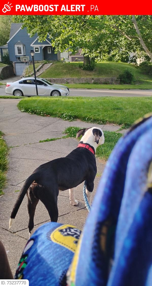Lost Male Dog last seen Unknown, Linden, PA 17744