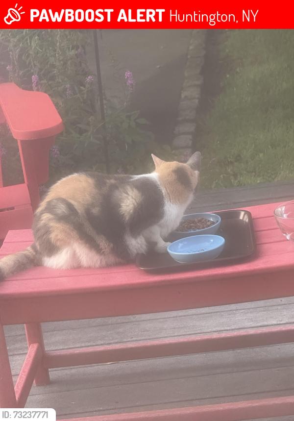 Lost Female Cat last seen west Neck Rd./Penataquit Pl Huntington NY, Huntington, NY 11743