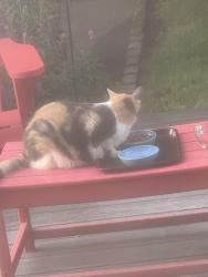 Lost Female Cat last seen west Neck Rd./Penataquit Pl Huntington NY, Huntington, NY 11743