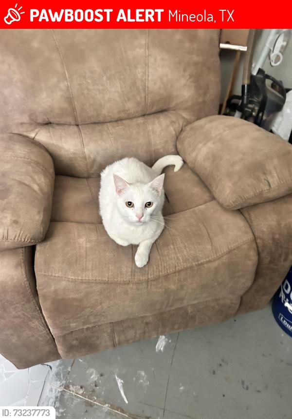 Lost Male Cat last seen Cr 462 and fm 1253, Mineola, TX 75773