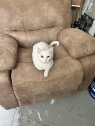 Lost Male Cat last seen Cr 462 and fm 1253, Mineola, TX 75773