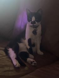 Reunited Male Cat last seen Near W Columbia St, Long Beach, CA 90806, USA, Long Beach, CA 90806