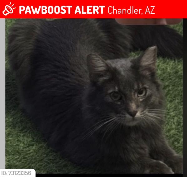 Lost Male Cat last seen Chandler bulevar, Chandler, AZ 85225
