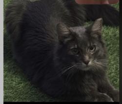 Lost Male Cat last seen Chandler bulevar, Chandler, AZ 85225