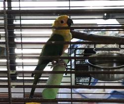 Lost Unknown Bird last seen Leahi Ave community Park Kapahulu, Honolulu, HI 96815