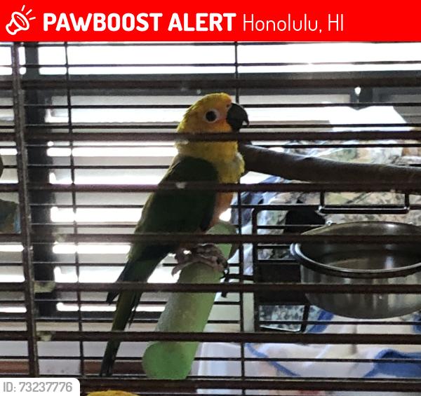 Lost Unknown Bird last seen Leahi Ave community Park Kapahulu, Honolulu, HI 96815