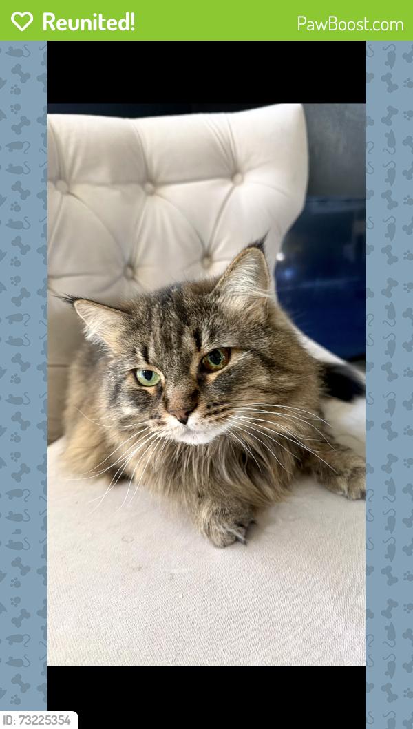 Reunited Female Cat last seen Near N Foxpoint Dr near Westmont Way and Greta, Spokane, WA 99208
