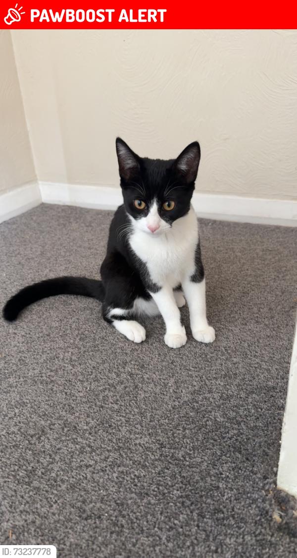 Lost Female Cat last seen Block of flts right by main road. Pub just round the corner., Buckinghamshire, England HP20 2EQ