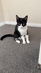 Lost Female Cat last seen Block of flts right by main road. Pub just round the corner., Buckinghamshire, England HP20 2EQ